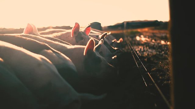 Free Range Pigs Feeding in the late evening sunshine, cinematic slow motion shot