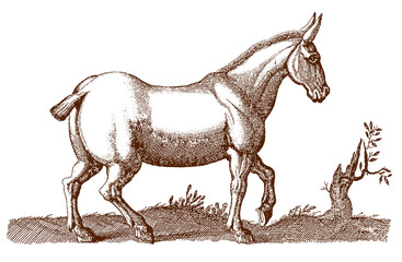 Mule or hinny with a cropped tail walking in a landscape. Illustration after a historical engraving from the 17th century