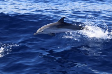 delfin en el atlantico © Guadafret