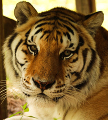 Portrait of a Tiger Face 