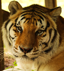 Fototapeta premium Portrait of a Tiger Face 