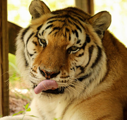 Tiger with his Tongue Out 