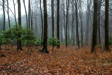 Polish forest