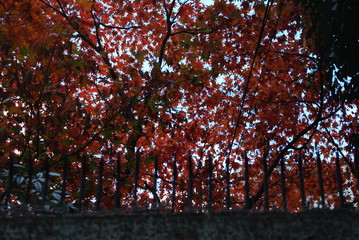 紅葉