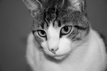 gato