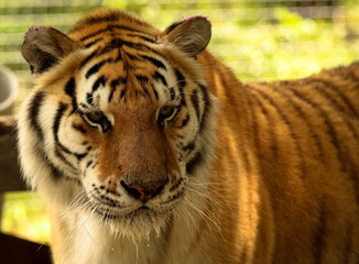 Tiger In a Sanctuary 