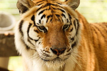 Portrait of a Siberian Tiger 
