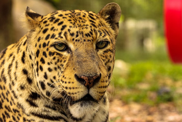 Portrait of a Leopard / Big Cat 