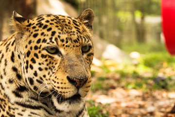 Portrait of a Leopard / Big Cat 