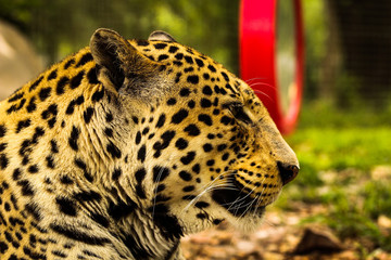 Fototapeta na wymiar Profile of a Leopard 