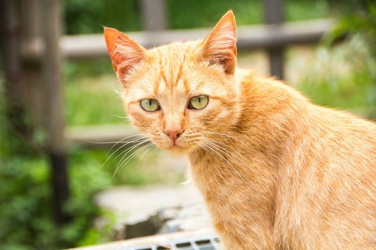 Red skinny street cat with yellow eyes on a green rustic background stares intently at the camera. Orange cat walking on nature.
