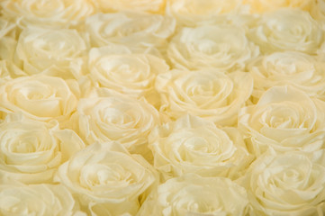 Bunch of beautiful dozen of blosoming white rose bouquet