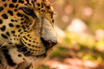 Face of a Leopard 
