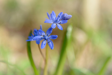 Spring flowers in the forest