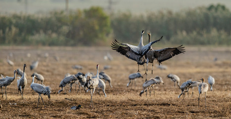 Dancing Cranes  in  arable field.  Common Crane, Scientific name: Grus grus, Grus communis.  Cranes Flock on the field at foggy early morning.