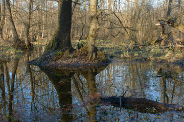 Obraz premium Swamp forest in the early spring