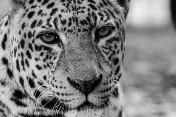 Black and White Portrait of a Leopard 