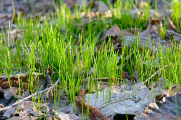 Naklejka na ściany i meble Young green grass in the early spring