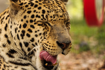 Tired Yawning Leopard 