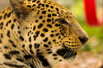 Leopard Profile Portrait 