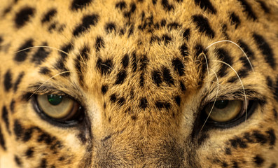 Leopard / Cat Eyes  © LifeGemz