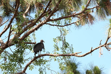 Black Turkey Vulture Perched in the top of a Tree 