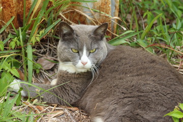 Naklejka na ściany i meble Gray and White Feral Cat Lounging in the Grass