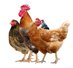 Plakat Three chickens, rooster and hen isolated on white background.