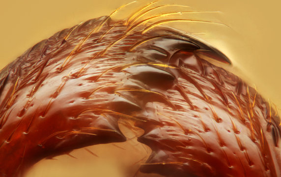 40x Images from the unidentified ant, posted on Oct, 11 2014