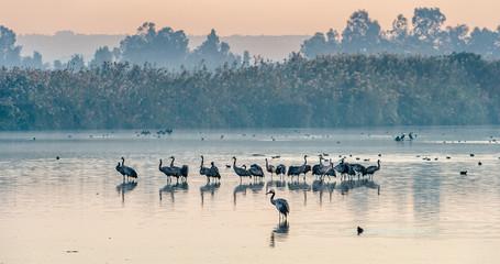 Common cranes (Grus grus) standing in the water. Cranes Flock on the Lake at Sunrise. Fog in the early morning. Morning Landscape of Hula Valley Reserve.