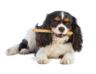Cavalier king Charles with a toothbrush in the mouth