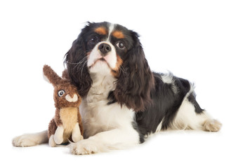 Cavalier king Charles with a stuffed rabbit