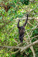 Bonobo on the tree in natural habitat. Green natural background. The Bonobo ( Pan paniscus), earlier being called  the pygmy chimpanzee. Democratic Republic of Congo. Africa