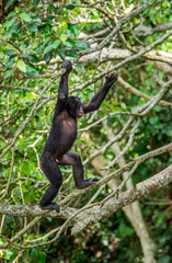 Bonobo on the tree in natural habitat. Green natural background. The Bonobo ( Pan paniscus), earlier being called  the pygmy chimpanzee. Democratic Republic of Congo. Africa