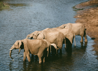 Elephants © Trevor
