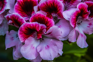 Beautiful flowers at Ollantaytambo, Peru.