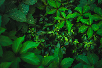 fresh green leaves background