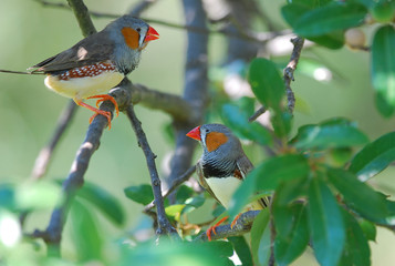 Pair of Zebra Finches (Taeniopygia guttata) Pets Escaped from Cage.