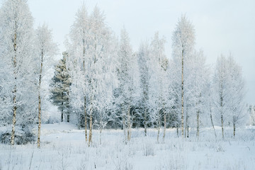 Snowy forest and countryside winter Rovaniemi Lapland