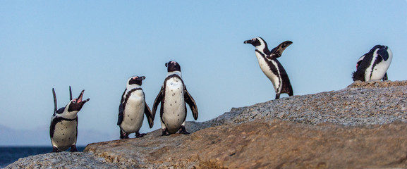 The African penguins in evening twilight, sunset sky. Scientific name: Spheniscus demersus, jackass penguin or black-footed penguin. Natural habitat. South Africa