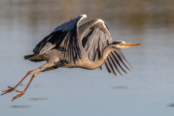 heron