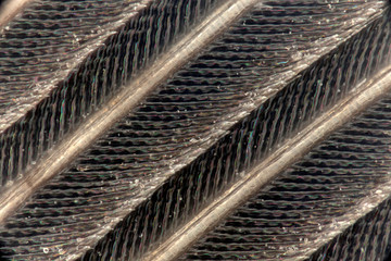 50x photographs of feathers on White Throated Sparrow