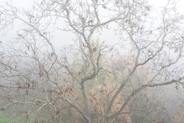 Huesca. Medieval village of Ainsa. Aragon. Spain