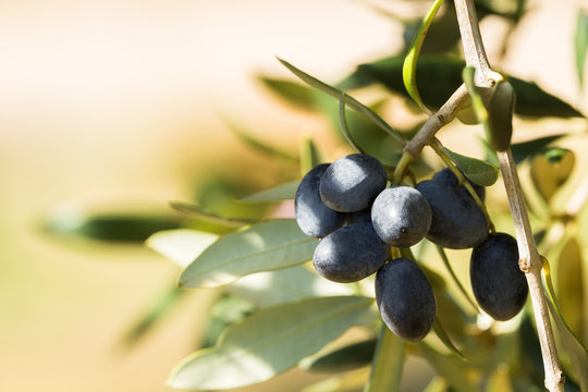 Black Italian Olives On A Branch, Avetrana, Apulia, Italy