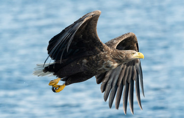 Adult White-tailed eagles fishing. Blue Ocean  background. Scientific name: Haliaeetus albicilla, also known as the ern, erne, gray eagle, Eurasian sea eagle and white-tailed sea-eagle.