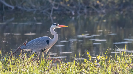 heron