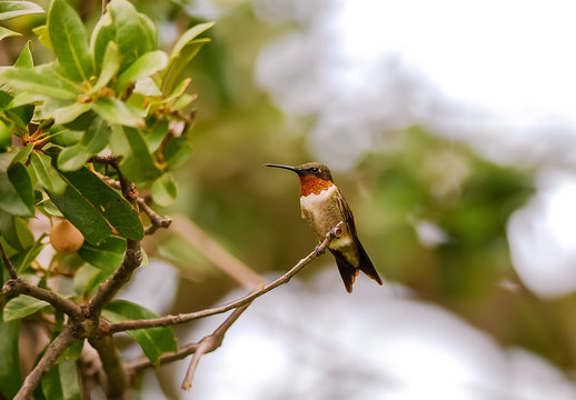 Ruby-throated Hummingbird Perched on Branch with Red Throat Evident
