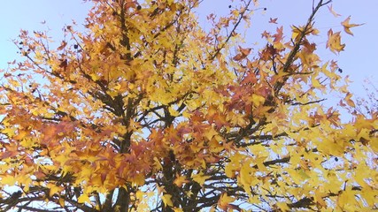 PANORAMA OF LEAF TREES