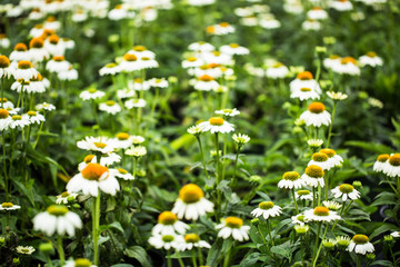 Daisies in a field