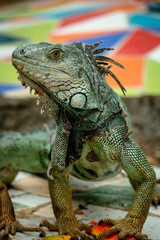 IguanaIguana5